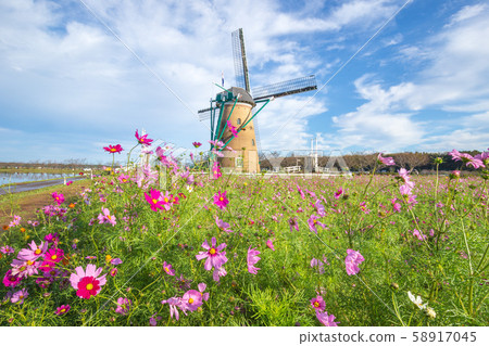 [Sakura City, Chiba Prefecture] Sakura Furusato Plaza (Cosmos) 58917045