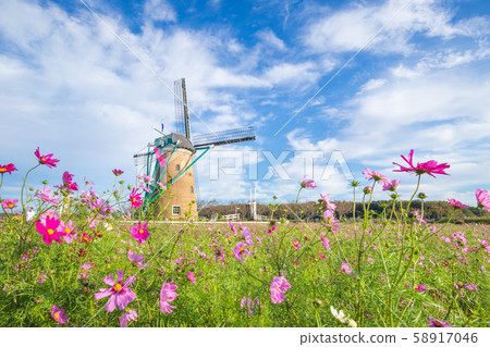 [Sakura City, Chiba Prefecture] Sakura Furusato Plaza (Cosmos) 58917046