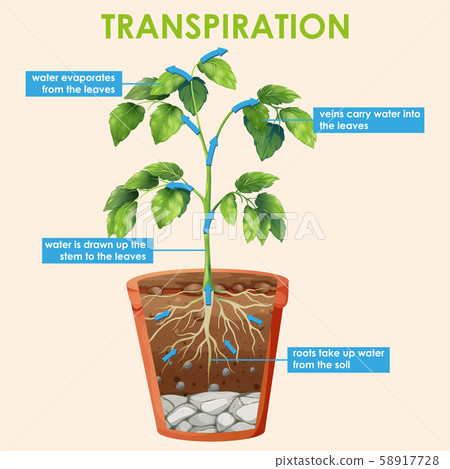 Diagram showing transpiration of plant 58917728