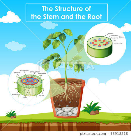 Diagram showing the structure of stem and root Diagram showing the structure of stem and root 58918218
