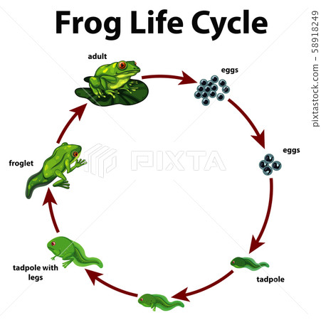 Diagram showing life cycle of frog Diagram showing life cycle of frog 58918249