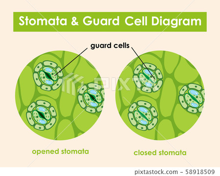 Diagram showing stomata and guard cell 58918509