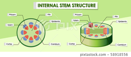 Diagram showing internal stem structure 58918556