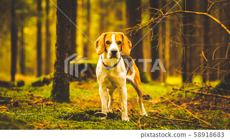 The beagle dog standing in autumn forest. Portrait The beagle dog standing in autumn forest. Portrait 58918683