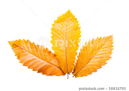 Chestnuts brown leaves. Raw Chestnuts for 58918705