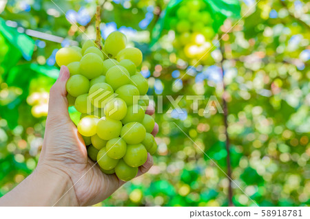 山梨縣勝沼葡萄村的麝香葡萄收穫 58918781