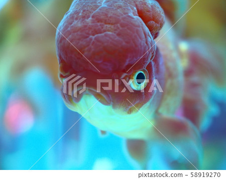 Up of goldfish Up of goldfish 58919270