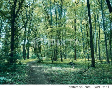 Path Through The Woods: Forest in Tiergarten Park In Berlin, Germany In Spring 58919361