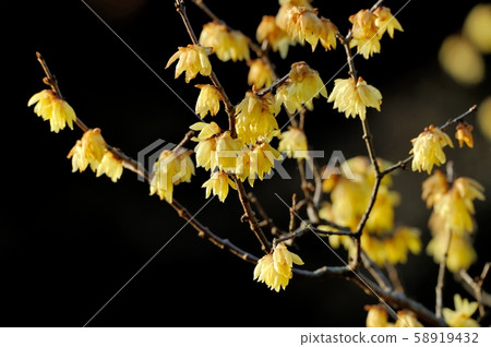 冬季甜蜜的火花 冬季甜蜜的火花 58919432