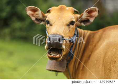 Portrait of a tropical light Asian cow grazes on Portrait of a tropical light Asian cow grazes on 58919687