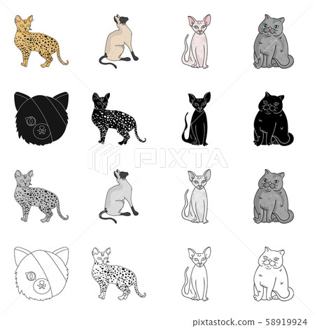 Vector illustration of pet and sphynx icon. Collection of pet and fun stock symbol for web. Vector illustration of pet and sphynx icon. Collection of pet and fun stock symbol for web. 58919924