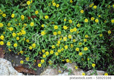 Plants and flowers by the end of summer,Zagreb Plants and flowers by the end of summer,Zagreb 58920166