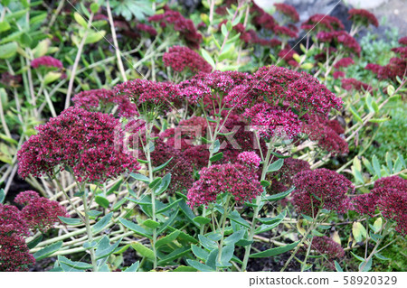 Plants and flowers by the end of summer,Zagreb Plants and flowers by the end of summer,Zagreb 58920329