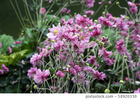 Plants and flowers by the end of summer,Zagreb Plants and flowers by the end of summer,Zagreb 58920330