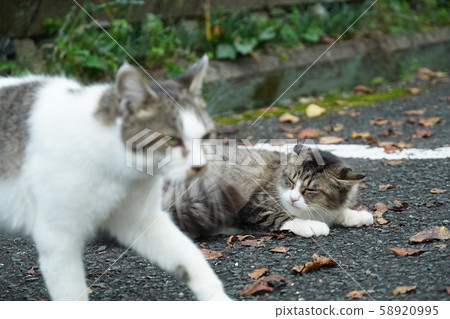 貓，流浪貓，鯖魚白，Maki陳，嚇人，吠叫，吹火 58920995