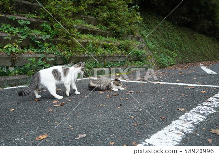 貓，流浪貓，鯖魚白，Maki陳，嚇人，吠叫，吹火 58920996
