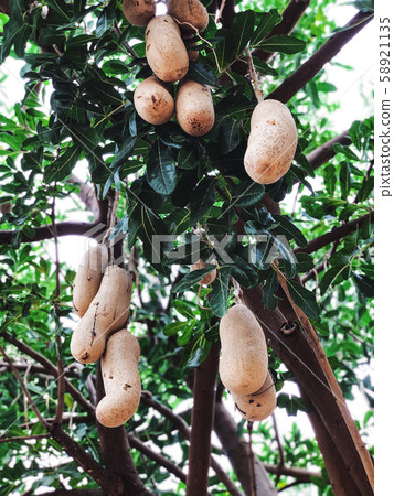 Unusual African sausage tree  58921135