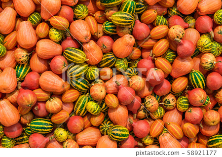 Squashes or Pumpkins background Squashes or Pumpkins background 58921177