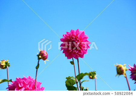Dahlia flower 58922084