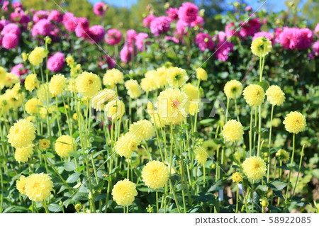 Dahlia flower 58922085