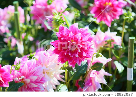 大麗花花 58922087