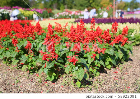 Salvia Splendens花 58922091