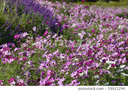Cosmos field Cosmos field 58922294