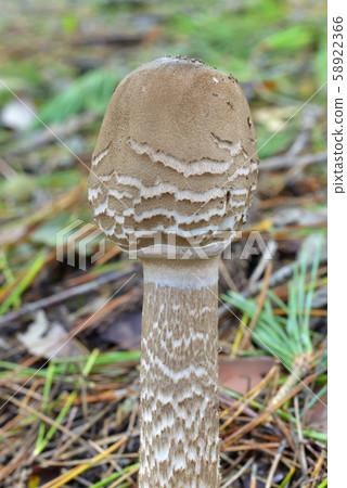 Macrolepiota的Procera 58922366