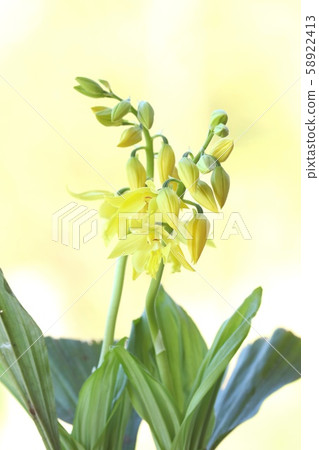 Ebine Yamanoso Yellow Flower Bright Background 58922413