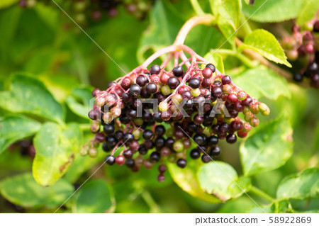 接骨木漿果（接骨木花水果，接骨木漿果）：糖漿的原料 58922869