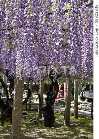 Shina Misato紫藤，三大神社，沙鞭紫藤 58922938