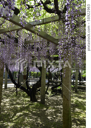 Shina Misato wisteria, three major shrines, sand lash wisteria 58922963