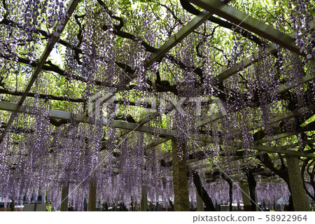 Shina Misato wisteria, three major shrines, sand lash wisteria 58922964