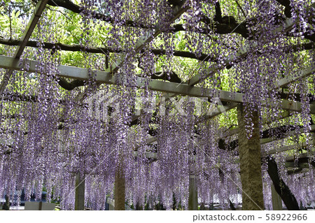 Shina Misato紫藤，三大神社，沙鞭紫藤 58922966
