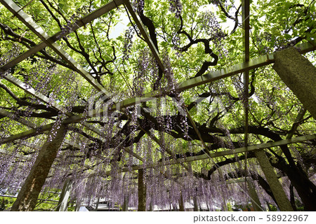 Shina Misato紫藤，三大神社，沙鞭紫藤 58922967