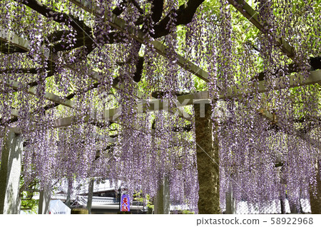 Shina Misato wisteria, three major shrines, sand lash wisteria Shina Misato wisteria, three major shrines, sand lash wisteria 58922968
