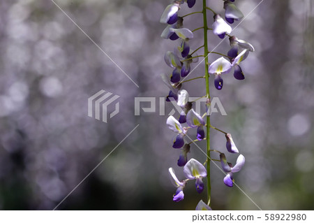 Shina Misato wisteria, three major shrines, sand lash wisteria 58922980