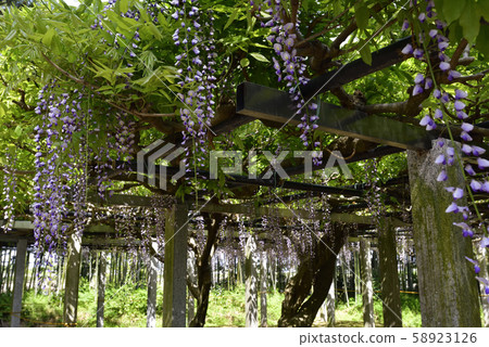 Shina Misato wisteria, Shina Shrine, Fujitana 58923126