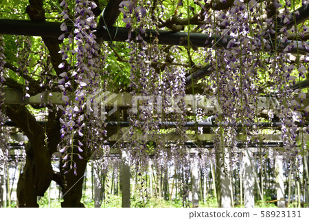 藤田信濃神社（Shina Misato）紫藤 58923131