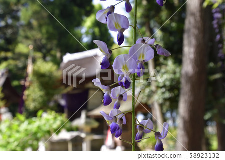 Shina Misato wisteria, Shina Shrine, Fujitana Shina Misato wisteria, Shina Shrine, Fujitana 58923132