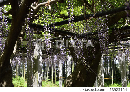Shina Misato wisteria, Shina Shrine, Fujitana Shina Misato wisteria, Shina Shrine, Fujitana 58923134