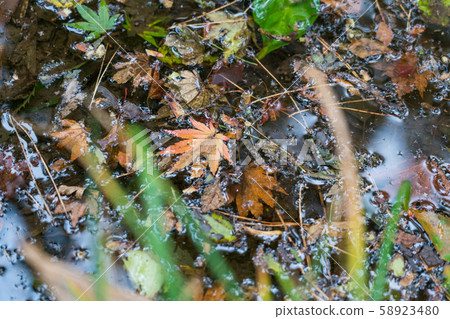 Koshiji Momijien 58923480