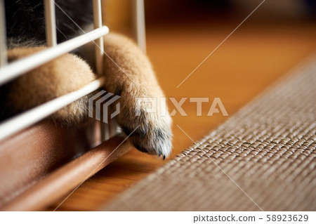 Puppy's front paws / up Puppy's front paws / up 58923629
