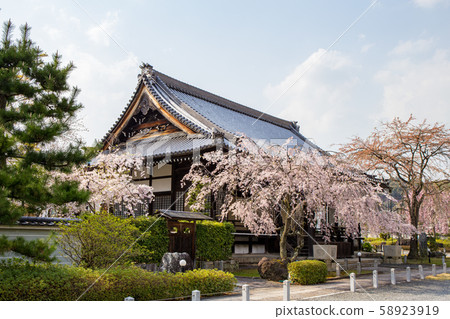 Myomonji  - 櫻桃樹 58923919