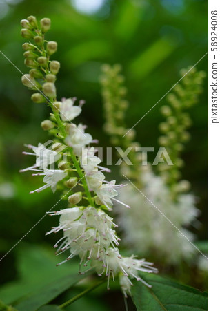 876 Shimosabashi 58924008