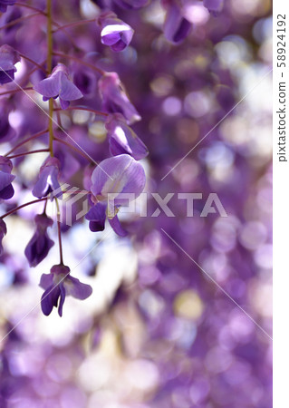 Toba no Fuji noda fuji 58924192