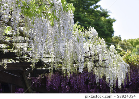 Toba no Wisteria Shirobanafuji (Noda Fuji) 58924354