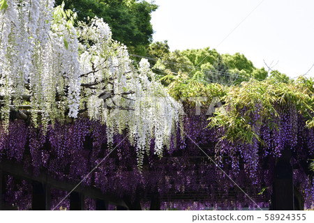 Toba no Wisteria Shirobanafuji (Noda Fuji) 58924355