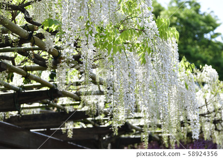 Toba no Wisteria Shirobanafuji (Noda Fuji) 58924356