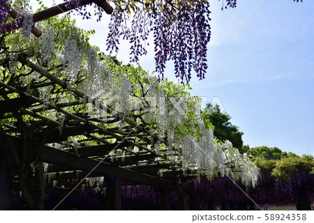 Toba no Wisteria Shirobanafuji (Noda Fuji) 58924358